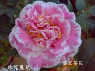 【盛宏茶花】茶花品種︱B嫁接茶花︱珍可麗兒B513