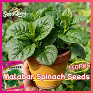 150pcs/pack Fresh Organic Malabar Spinach Seeds High Yield Green Big Leaf Malabar Spinach Vegetables
