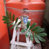 bonsai sikas zamia