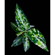 Sindo - Aglaonema Pictum Tricolor Live Plant 9IG4RCENV2