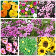 [$9.9 Free Shipping]Flower Seed/ garden Flower Seeds/Vegetable Seed/Organic seed *Rare* Purple Kale 