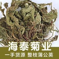 Haitai Dandelion Tea New Product Bulk Dandelion Leaf Tea Granny Ding Tea Dandelion Root Tea Big Head