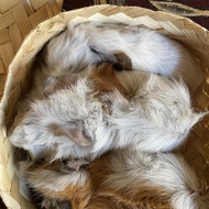 Guinea Pig marmut lokal