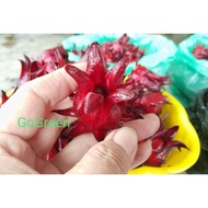 Fresh Roselle 🍃 新鲜洛神花 🍃 Bunga Roselle