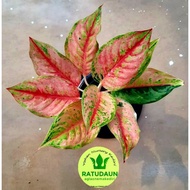 Tanaman Hias Aglaonema / Aglaonema Hias Light Of Diamond