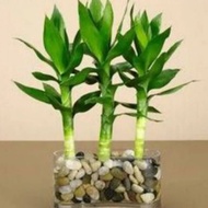 BEST JUMBO LUCKY BAMBOO RARE IMPORTED LUCKY BAMBOO LUCKY BAMBOO BAMBOOBIG
