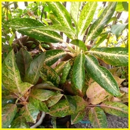 ✁ ☽ ❖ Aglaonema different varieties available