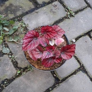 tanaman begonia rex red chili