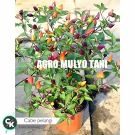 Bibit Tanaman Cabe Pelangi - Cabe Pelangi - Cabe Pelangi Berbuah - Bibit Cabe Pelangi Berbuah Bunga
