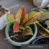 fjg aglaonema live plants fjg ❉(2) Aglaonema Varieties Uprooted Live Plants (LUZON ONLY)✲