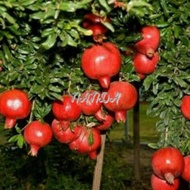 Bibit Tanaman Buah Delima Merah Super Genjah Pohon Delima Merah Stek