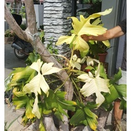 Philodendron Florida Ghost ( Fresh Cutting )@ SPECIAL OFFER