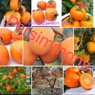 Anak Pokok "Pisang Kaki" Persimmon Fruits Boleh tanam di Pasu