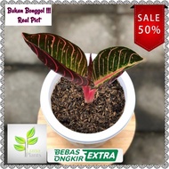 Aglonema Pride Of Sumatera / Aglonem Red Sumatra2 - Asli