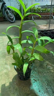 [Giá hủy diệt] denro king 10 bích chậu f16 bụi to khủng 3-4 thân sắp hoa