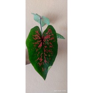 caladium/keladi rare 7 diamond