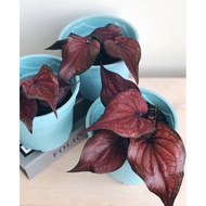 Caladium Red Stone Live Plant