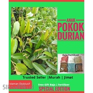 🦉Anak Pokok Durian Black Torn | Duri Hitam | Ready Stock