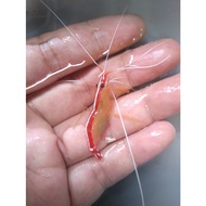 Udang PELET - Ikan Hias Aquarium Air Laut