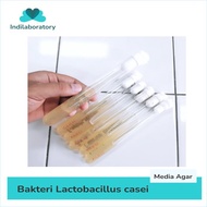 Unik Kultur Bakteri Lactobacillus casei Limited