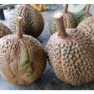 ANAK POKOK DURIAN D172 BOTAK rare - ANAK POKOK