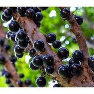 READY STOCK🍇 Anak pokok anggur brazil 🍇 Jaboticaba Tree 🍇Jabuticaba Brazilian Grape 🍇 嘉宝果🍇树葡萄🍇Fruit 