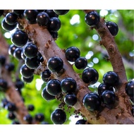 🍇 Anak pokok anggur brazil 🍇 Jaboticaba Tree 🍇Jabuticaba Brazilian Grape 🍇 嘉宝果🍇树葡萄🍇Fruit Tree🍇