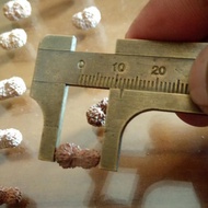21 Mukhi Rudraksha 12 mm
