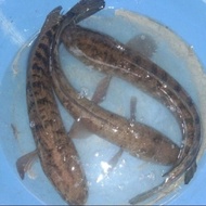ikan gabus/ikan bogo hidup