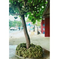 Cây Vả mật giống lá to( Sung vả ) Cây Đã Có Quả 981SP 683sp