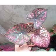 Caladium Hybrid Keladi Siam Id Darth Maul