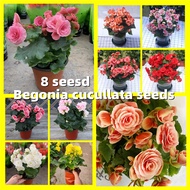 บีโกเนีย เมล็ดบอนสี Begonia Cucullata Flower Seeds - คละสี การันตีอัตรางอก 8เมล็ด/ซอง Assorted Colors Flower Seeds for Planting เมล็ดดอกไม้ เมล็ดบอนสี ดอกไม้ปลูกสวยๆ เมล็ดพันธุ์ดอกไม้ ดอกไม้ปลูก แต่งบ้านและสวน ไม้ประดับ บอนสีพันหายาก ต้นไม้มงคล บอนสี