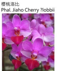 寶哥蘭園 Phal. Jiaho cherry lobbii 櫻桃洛比