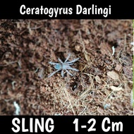 tarantula ceratogyrus darlingi sling