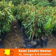 Anak Pokok Durian D99 2ft-3ft  [We Deliver KL, SEL. N.9]