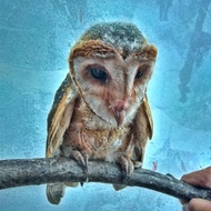 hantu tyto alba burung