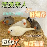 Bird Raising Hand Pet Bird Seventy Guanyin Little Nanny Caiwen Gray White Bird Sister Young Bird Pea
