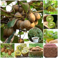 [Easy To Grow] Kiwi Seeds for Planting (300 seeds/pack) | 猕猴桃种子 | Biji Benih Kiwi Fruit Seeds Malaysia Bonsai Tree Real Seed Balcony Potted Fruit Plants Fresh Fruit Planting for Home Garden Decor Live Plants Fruits Plant Seeds Vegetable Benih Pokok Buah