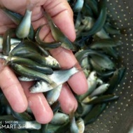 ikan terapi Nilam 50 ekor