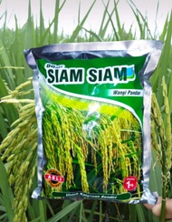 Benih padi Siam Siam | aroma pandan wangi | netto 1 kg