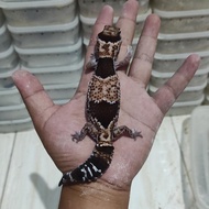 AFT / African Fat Tailed het oreo
