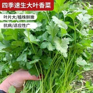 Coriander Seeds Coriander Seeds Vegetable Seeds Big Leaves Four Seasons Easy Planting Balcony Indoor