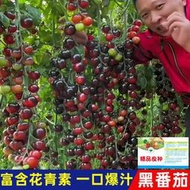 【多西多】黑番茄種子四季種春秋櫻桃小番茄種子圣女果種籽西紅柿種水果種子