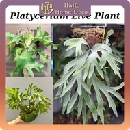 Large Platycerium Alcicorne Africa / Hillii Panama / Neptune / Ridleyi / Stemaria / Vayupak / Veitch