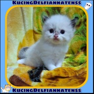 Kitten Betina Ragdoll