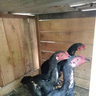 Ayam Jantan Muda ShamoKhoy Tulangan Besar Pukul keras Mental Jawara