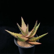 SG1656-好望角蘆薈/食用蘆薈之王🔥多肉植物小盆栽禮物🔥