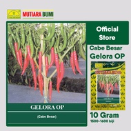 Benih Cabe Besar Gelora OP 10 Gram Isi 1500-1600 biji Mutiara Bumi
