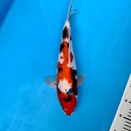 Koi Ikan Koi Import Showa Isa Jumbo Tosai 22 Alyashop243