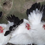 ayam kate chabo blacktail
